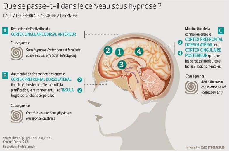 Infographie du cerveau en hypnose